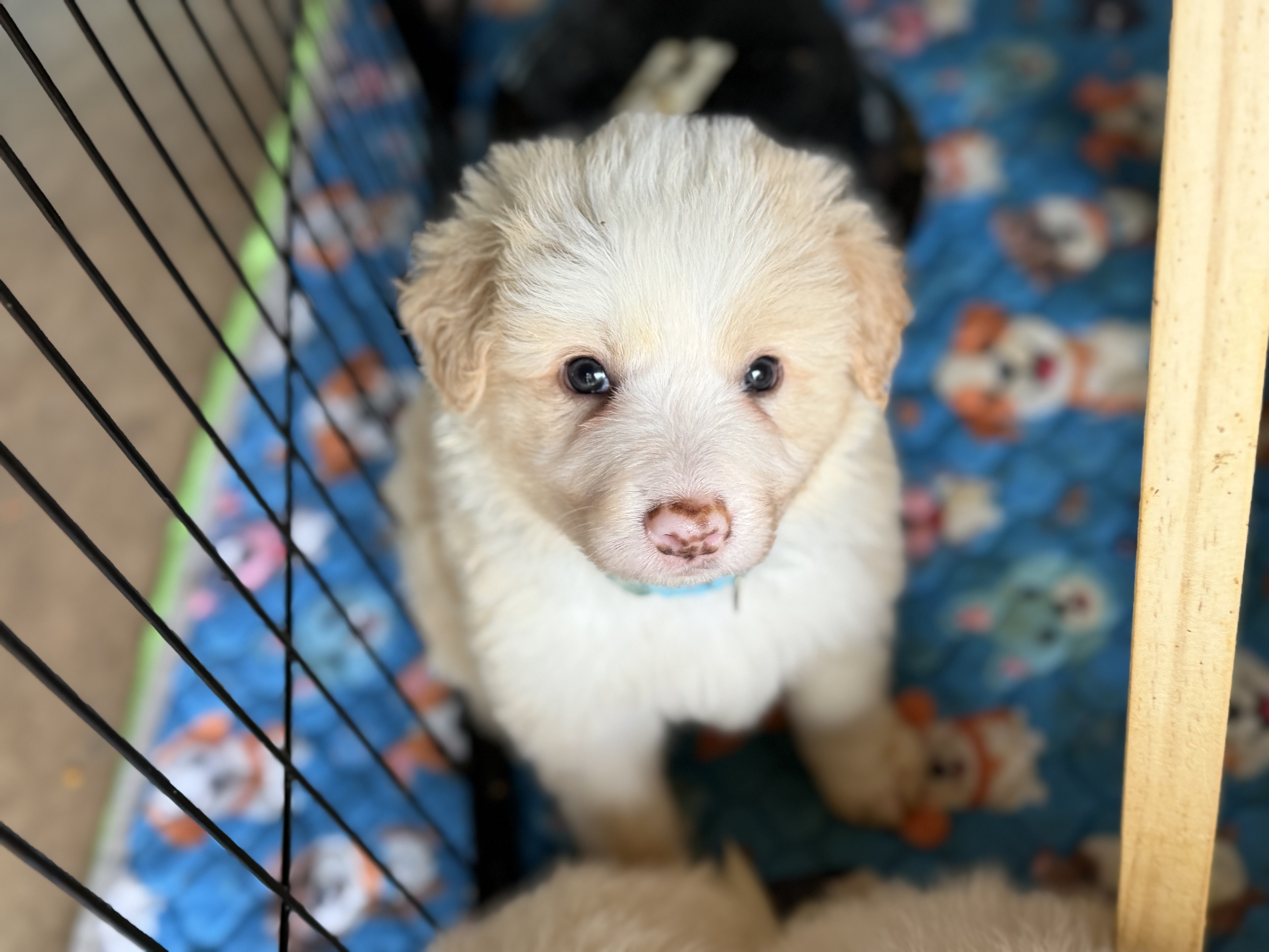Our Puppies come with…